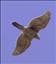 Accipiter