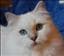 Abayomis
